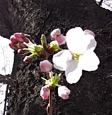 2016.3.30 update 桜の季節がやってまいりました。