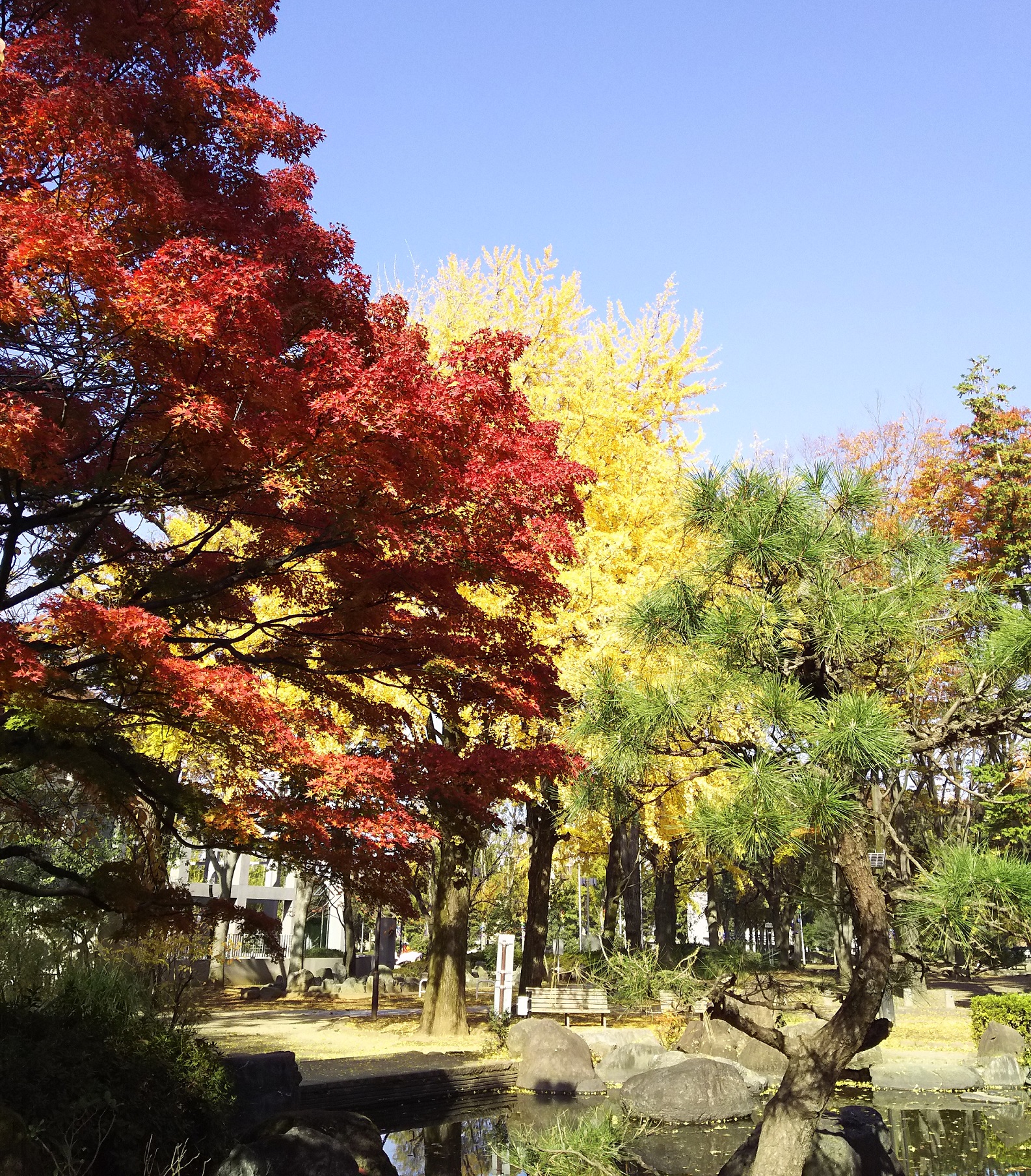 2016.11.21 update 北浦和公園が紅葉真っ盛りです